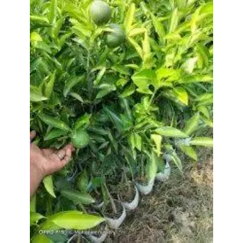 Orange Plant